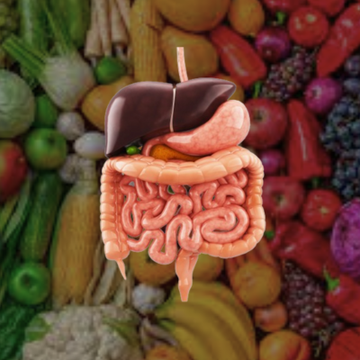 dieta paleo sistema digestivo